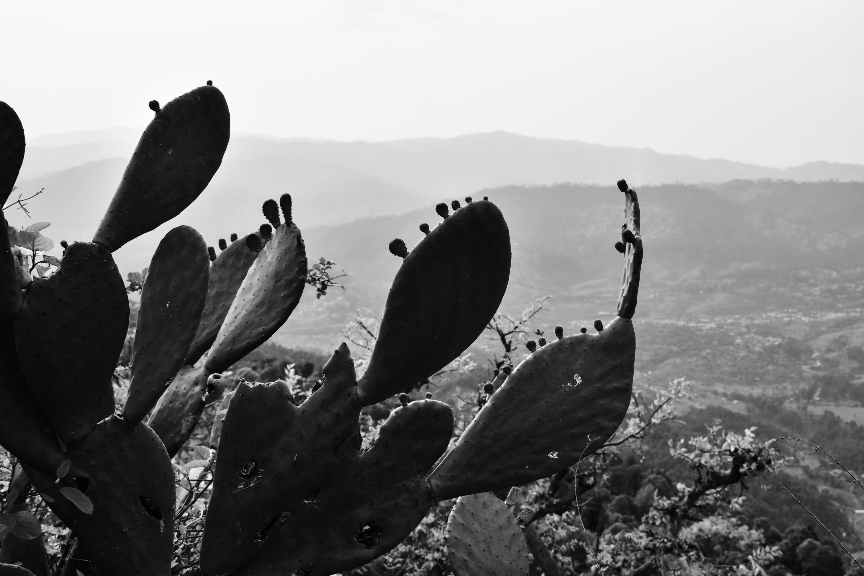 DSC_1609_1.jpg