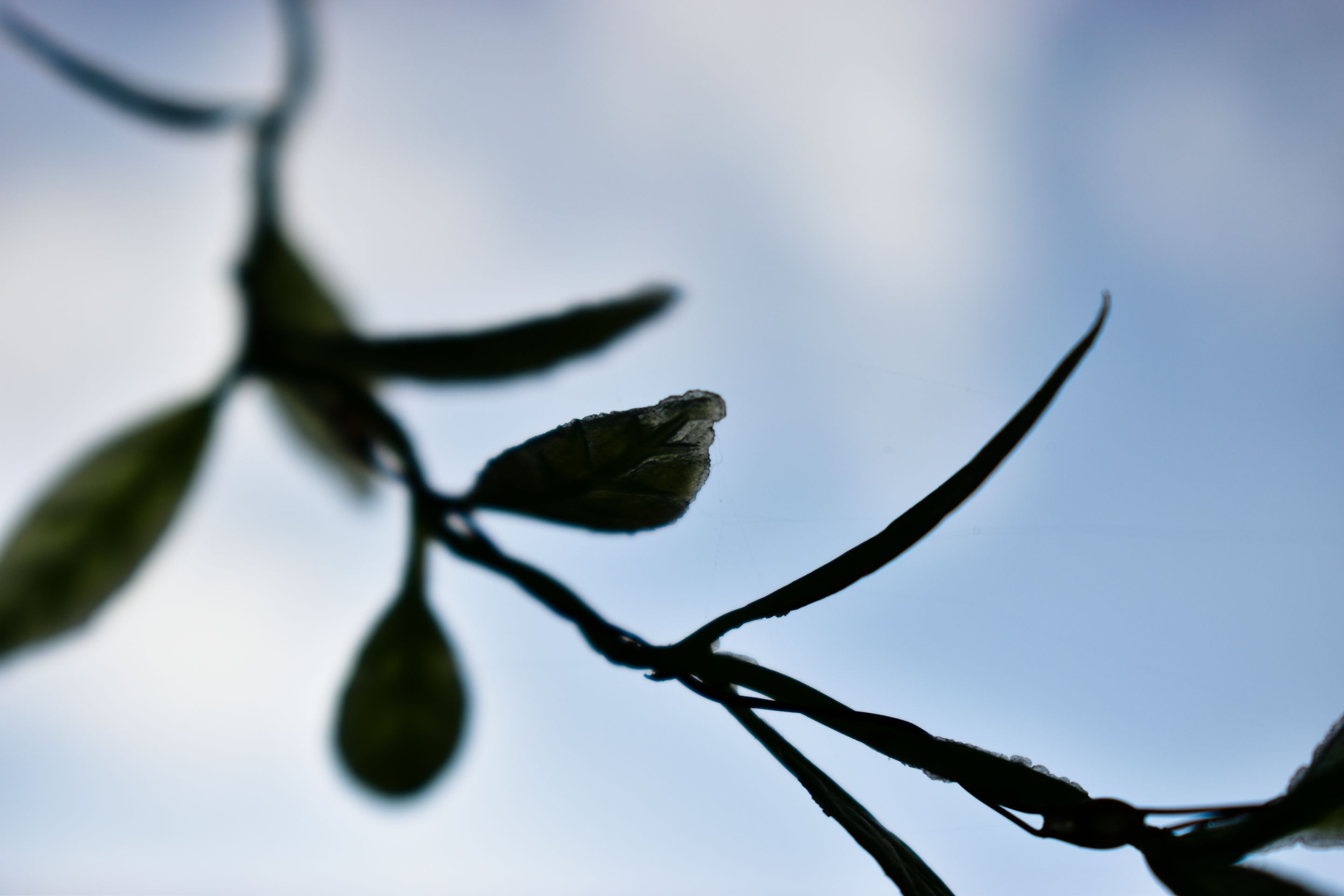 _DSC0392.jpg