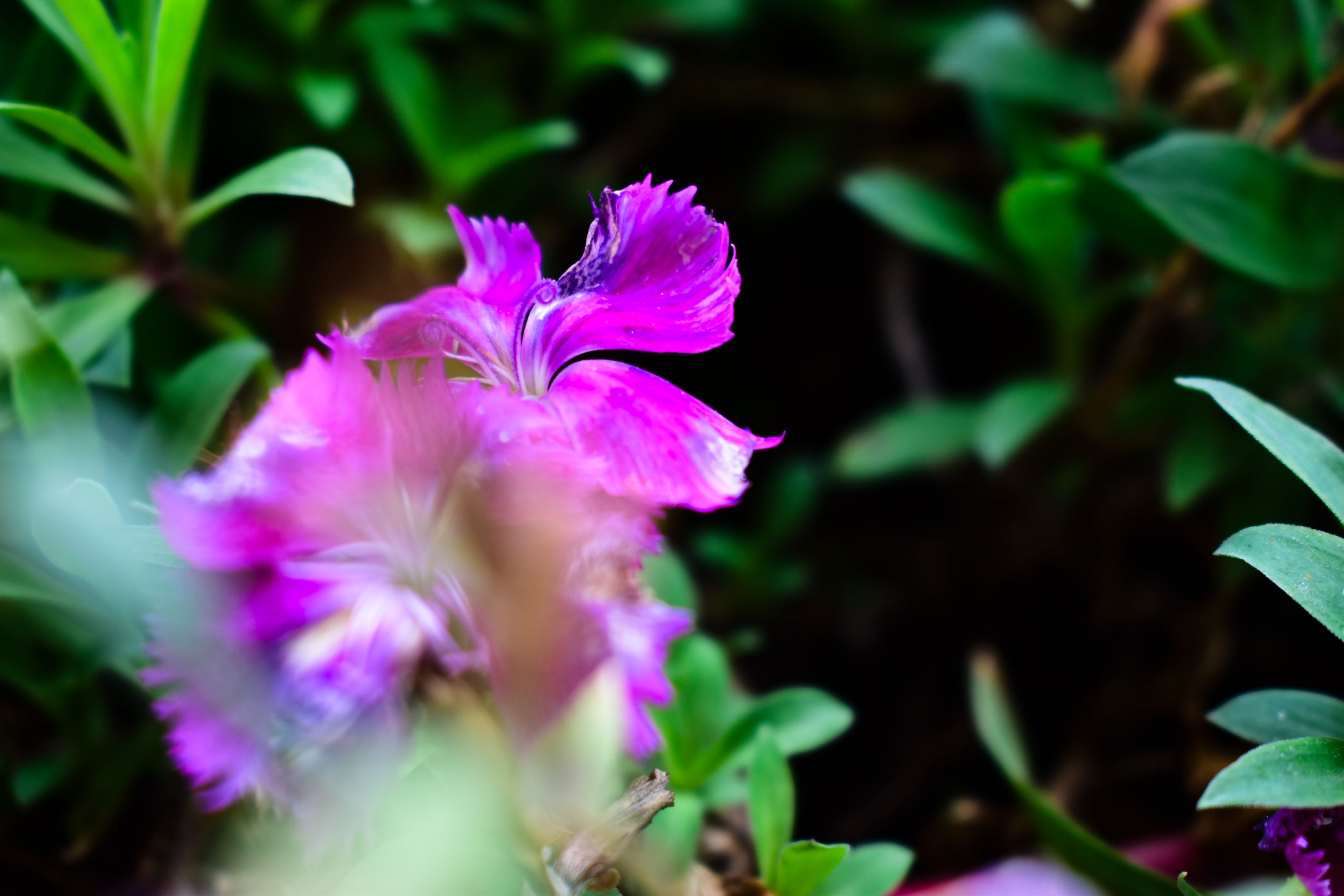 _DSC1313.jpg