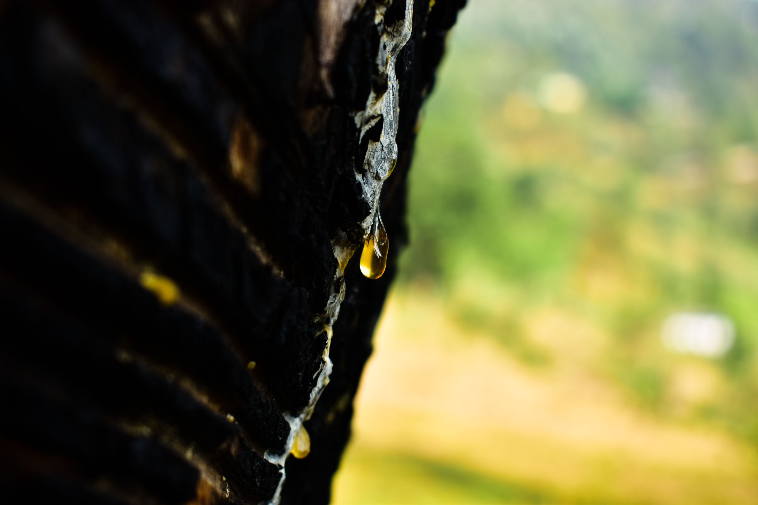 _DSC0996.jpg