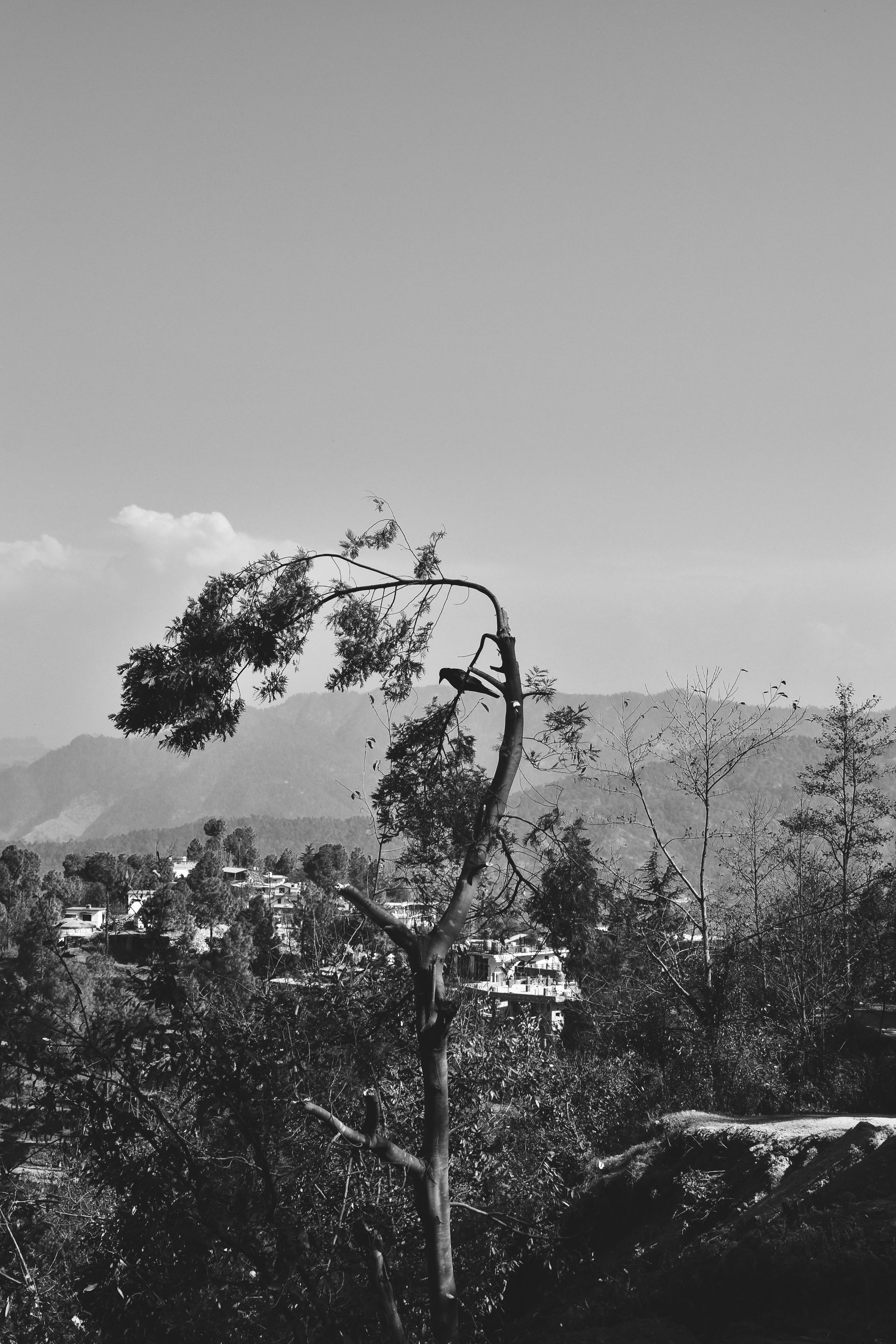 DSC_2333.jpg