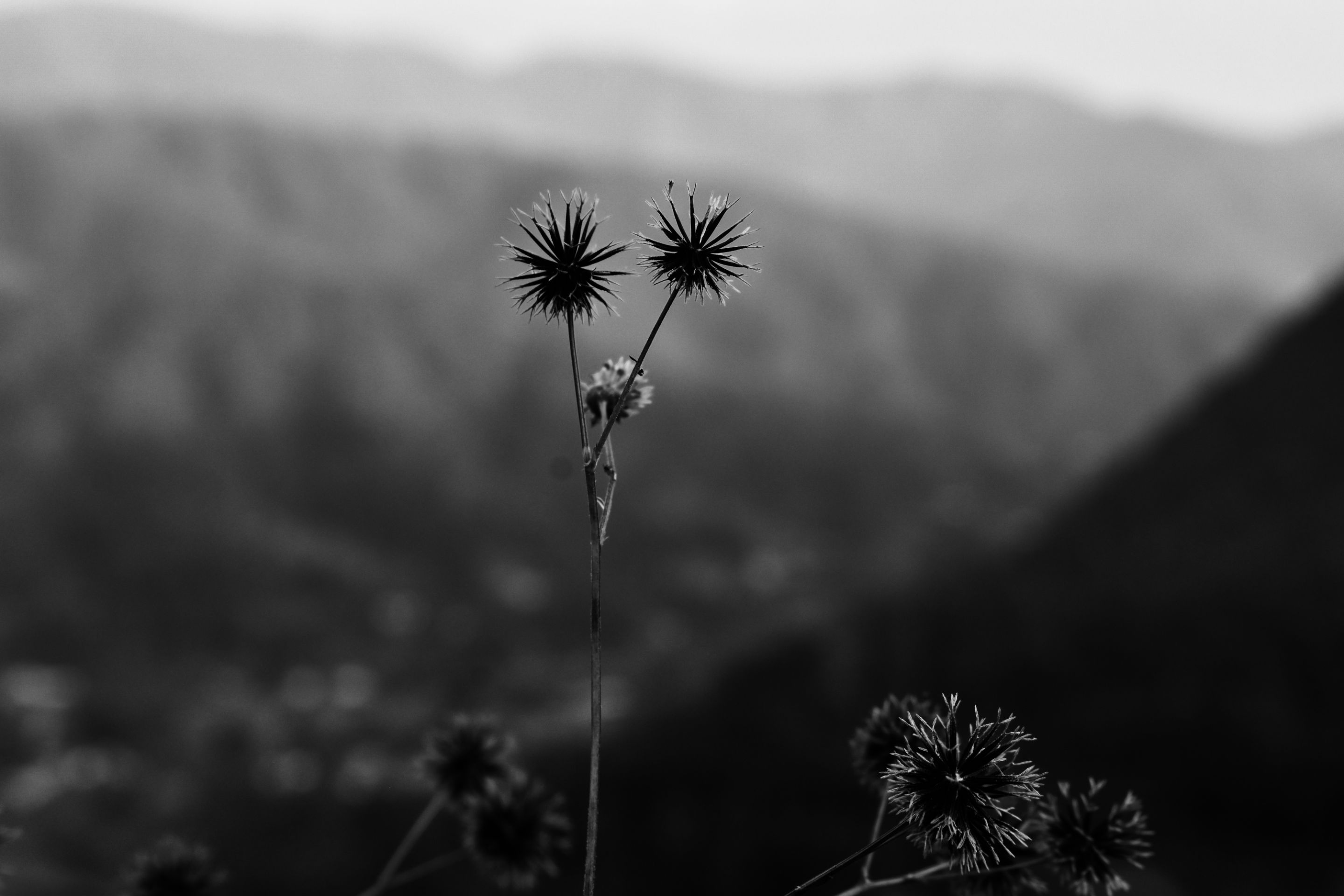 _DSC4320 (2).jpg
