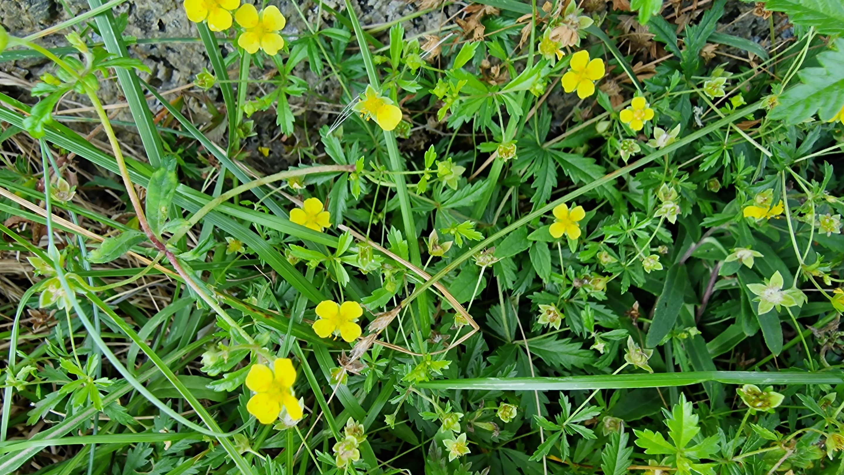 $1