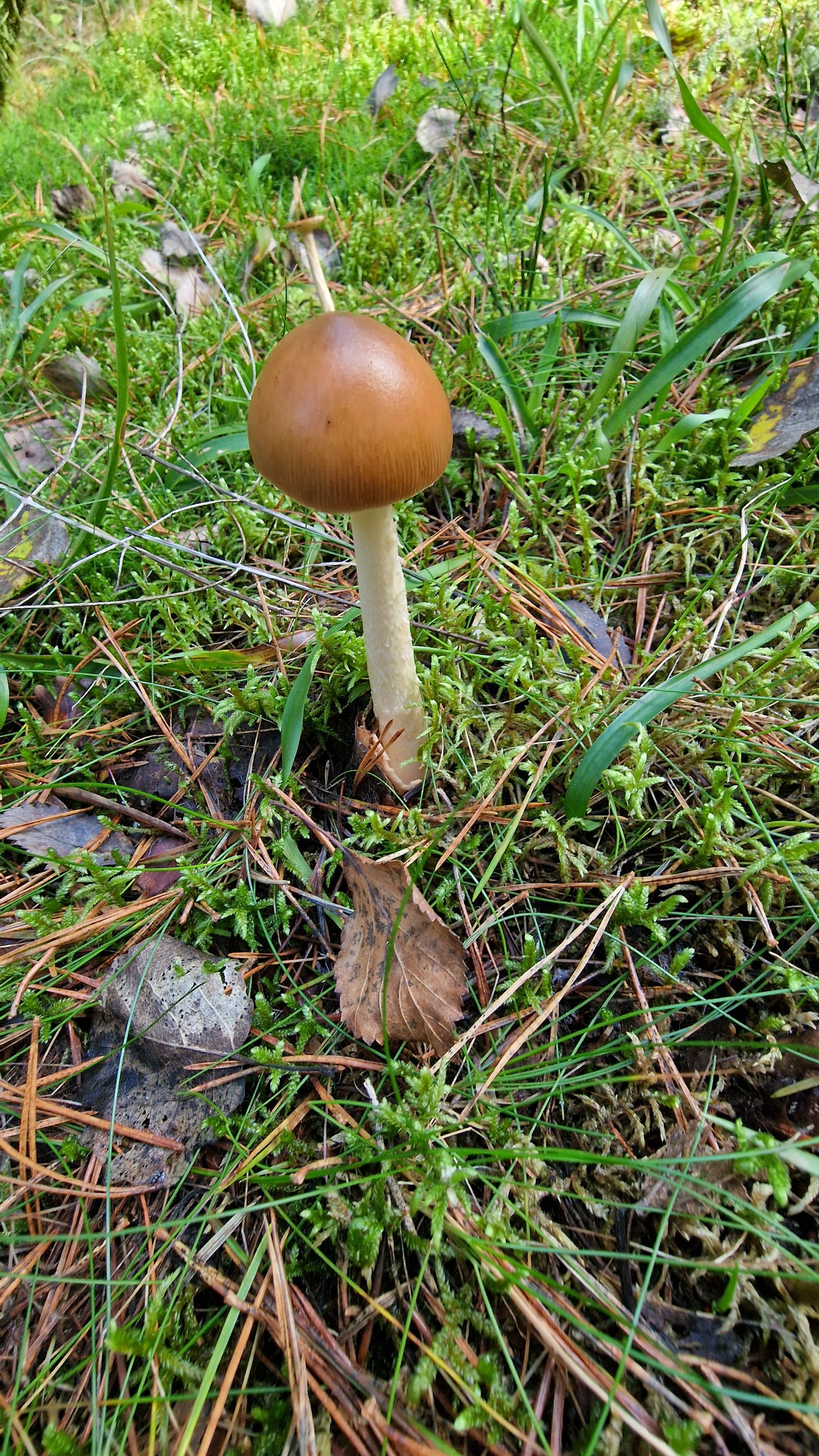 $1