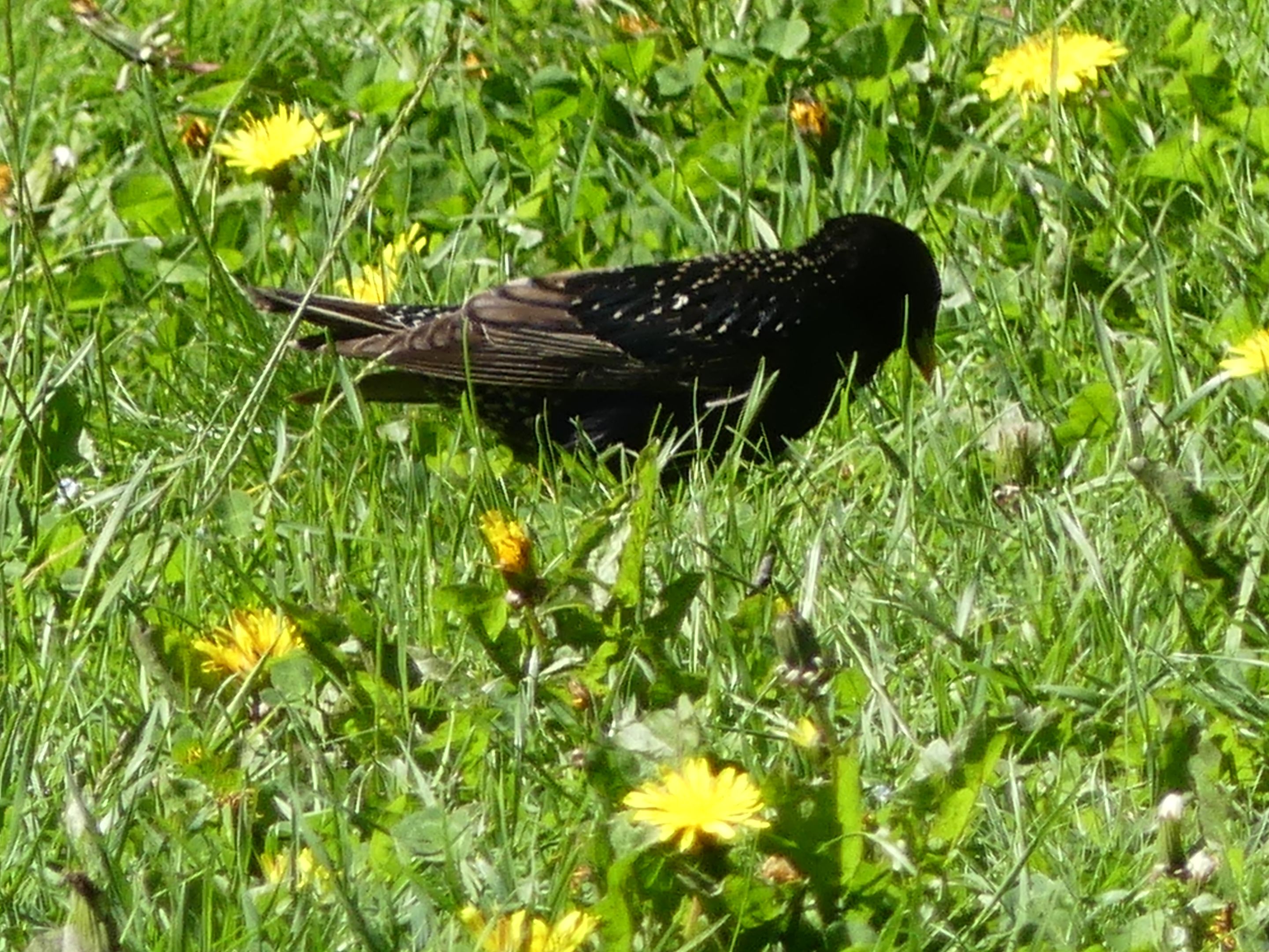 P1270454.JPG