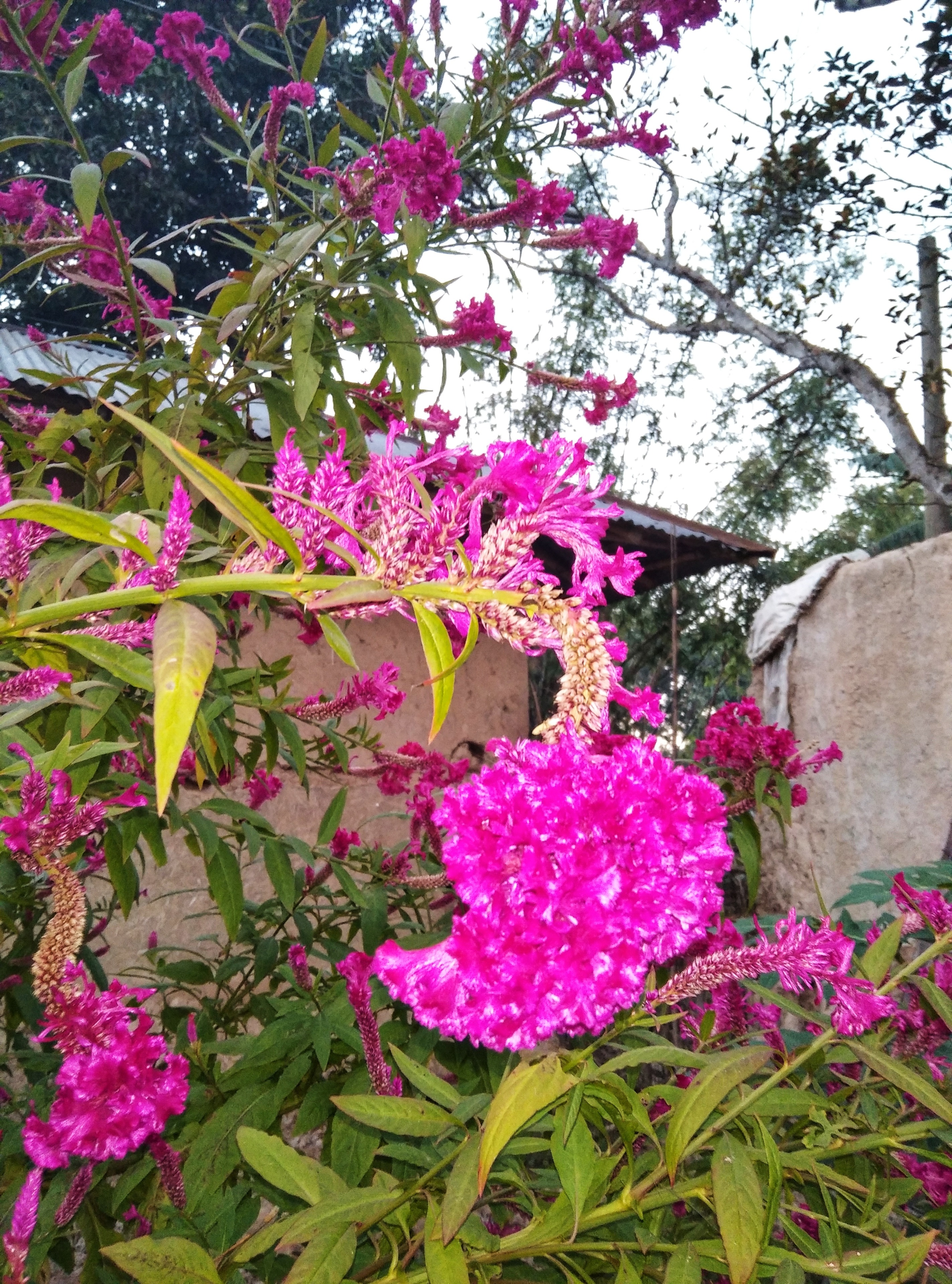 IMG_20201108_17205001.jpeg