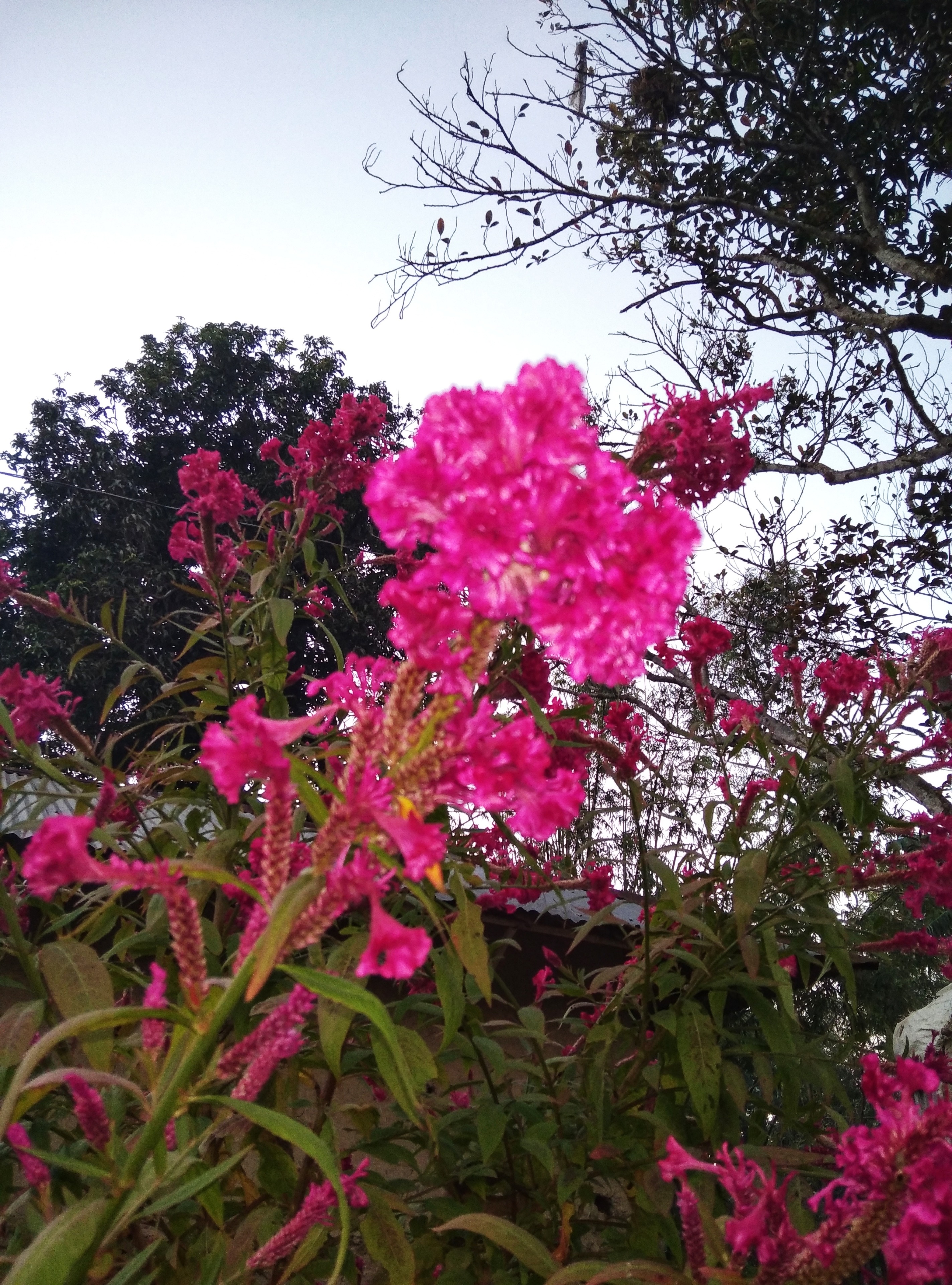 IMG_20201108_17203901.jpeg