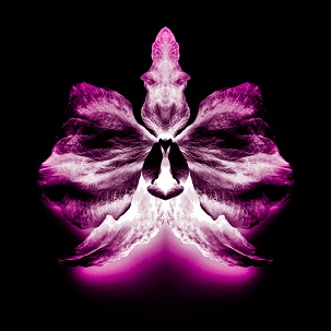 Over-Embellished20Orchid20x98743787_120-20THUMBNAIL.jpg