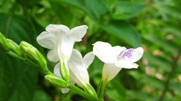 vM1pGHgNcyCbee5hzZJ19JZfuFzCeUv7mVFKdbzH5XQdHShMgkqiHhttps://hive.blog/hive-117778/@aburajes/flower-asystasia-wildvSowF3sdikLeLYMRi45LmUqdEyMA5uSNwWjhJm1W6nrZ9s15erjJqaLFD5rmwzRi9CiHpwKUNkqgVoHDPU.jpg