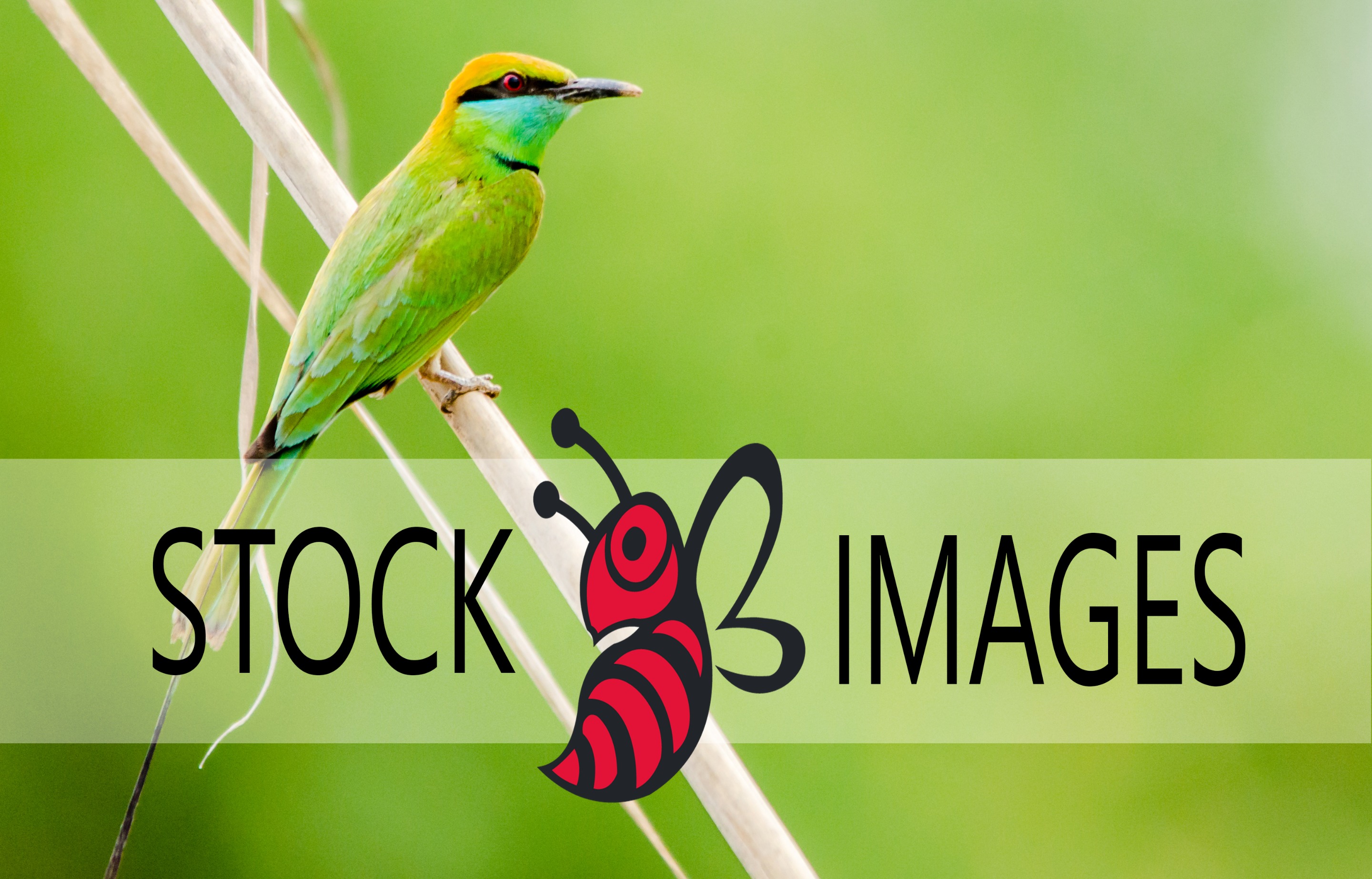 Stock 1.jpg