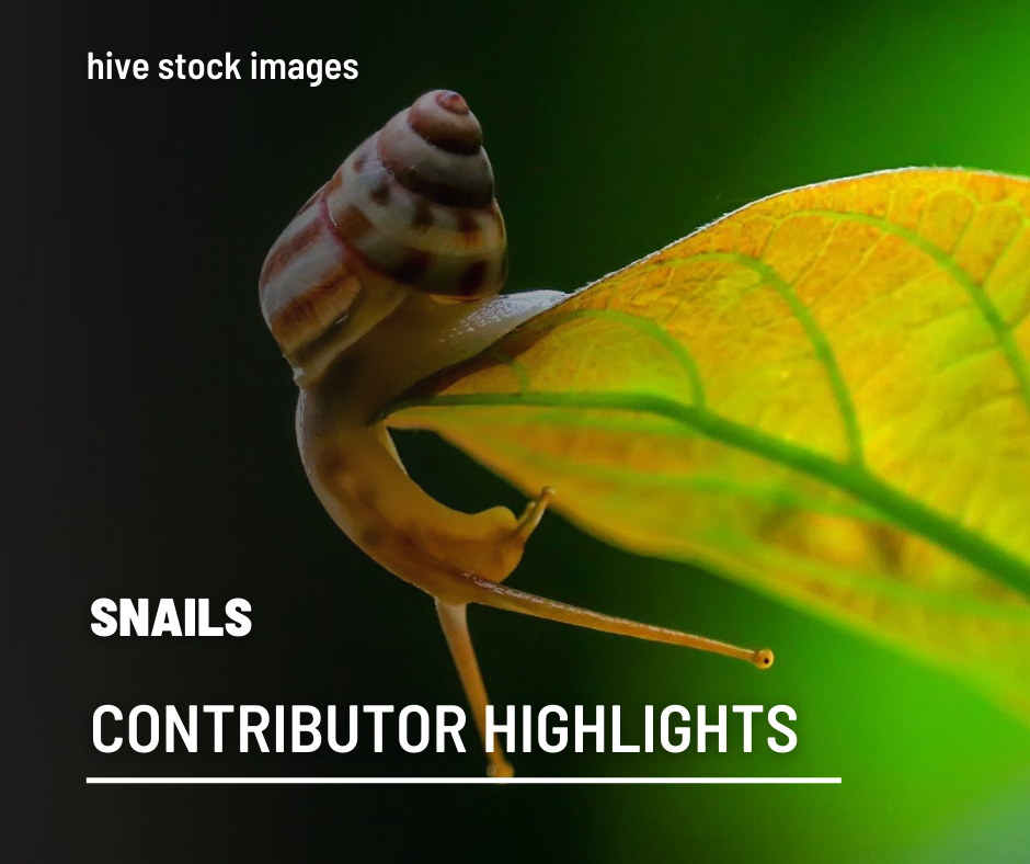 Snails-hive-stock-images.png