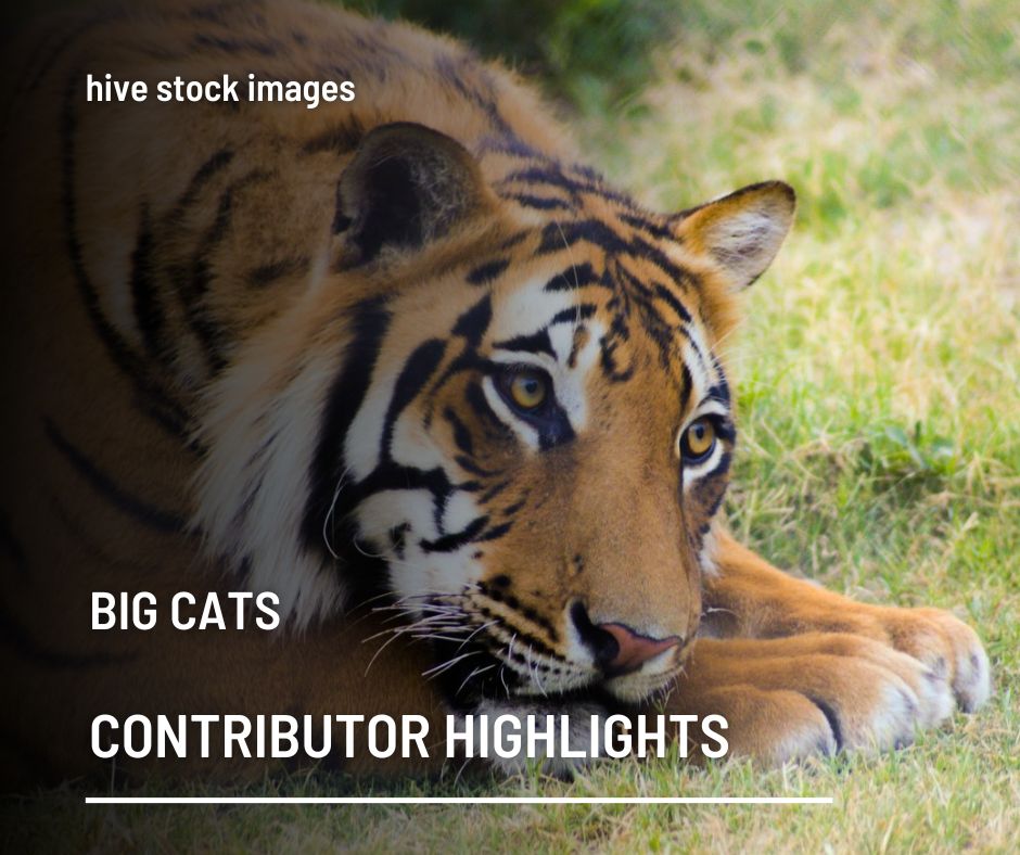 BigCats.jpg