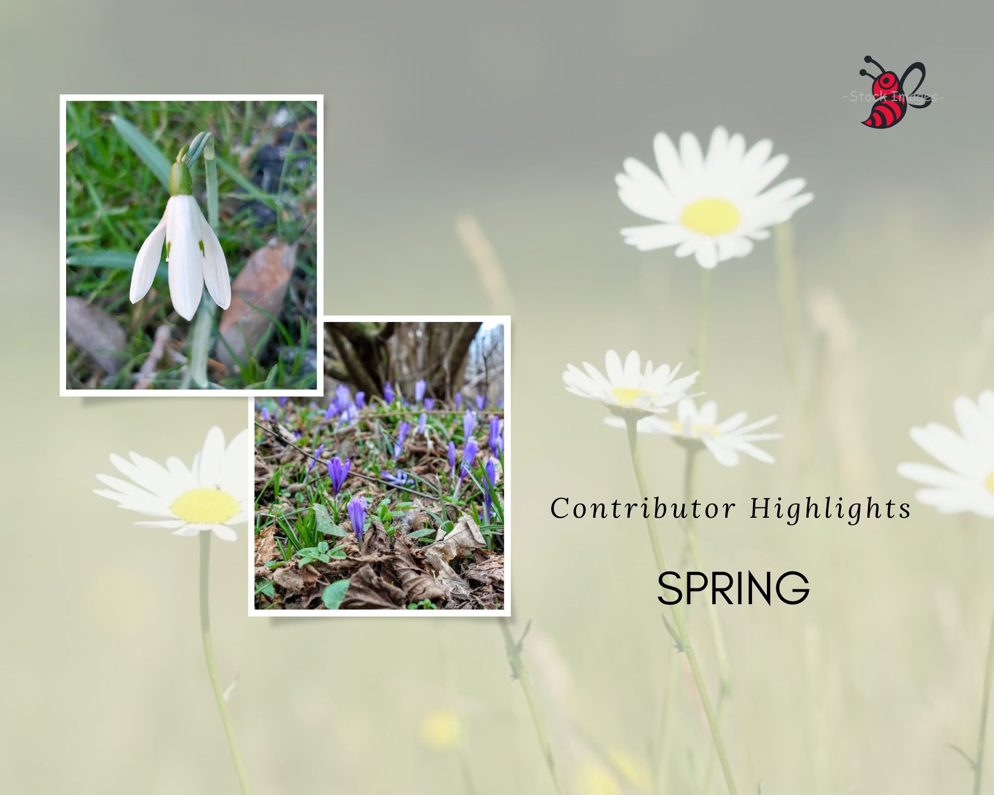 SPRING-compilation.jpg