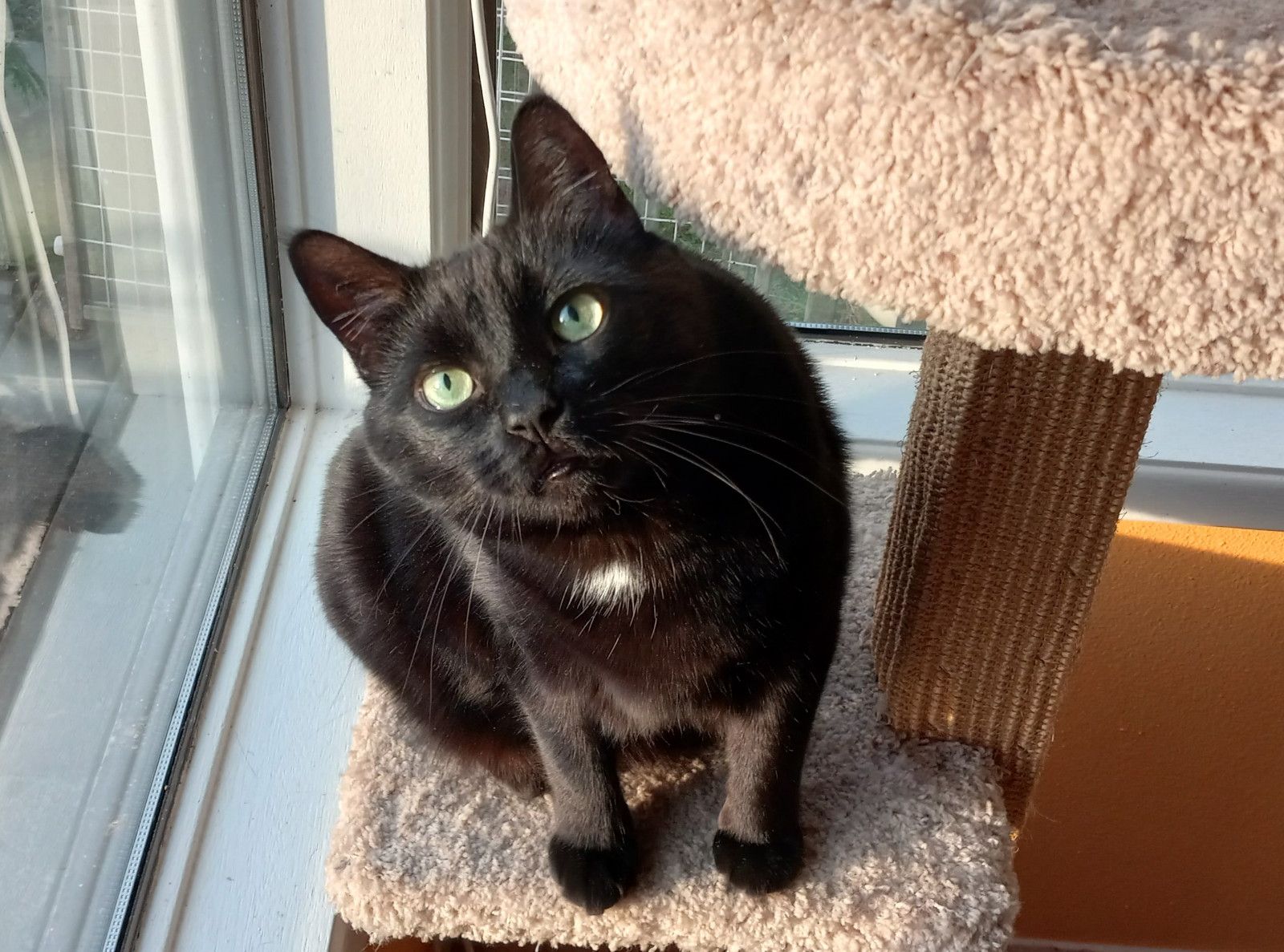HC0032-Sunny.jpg
