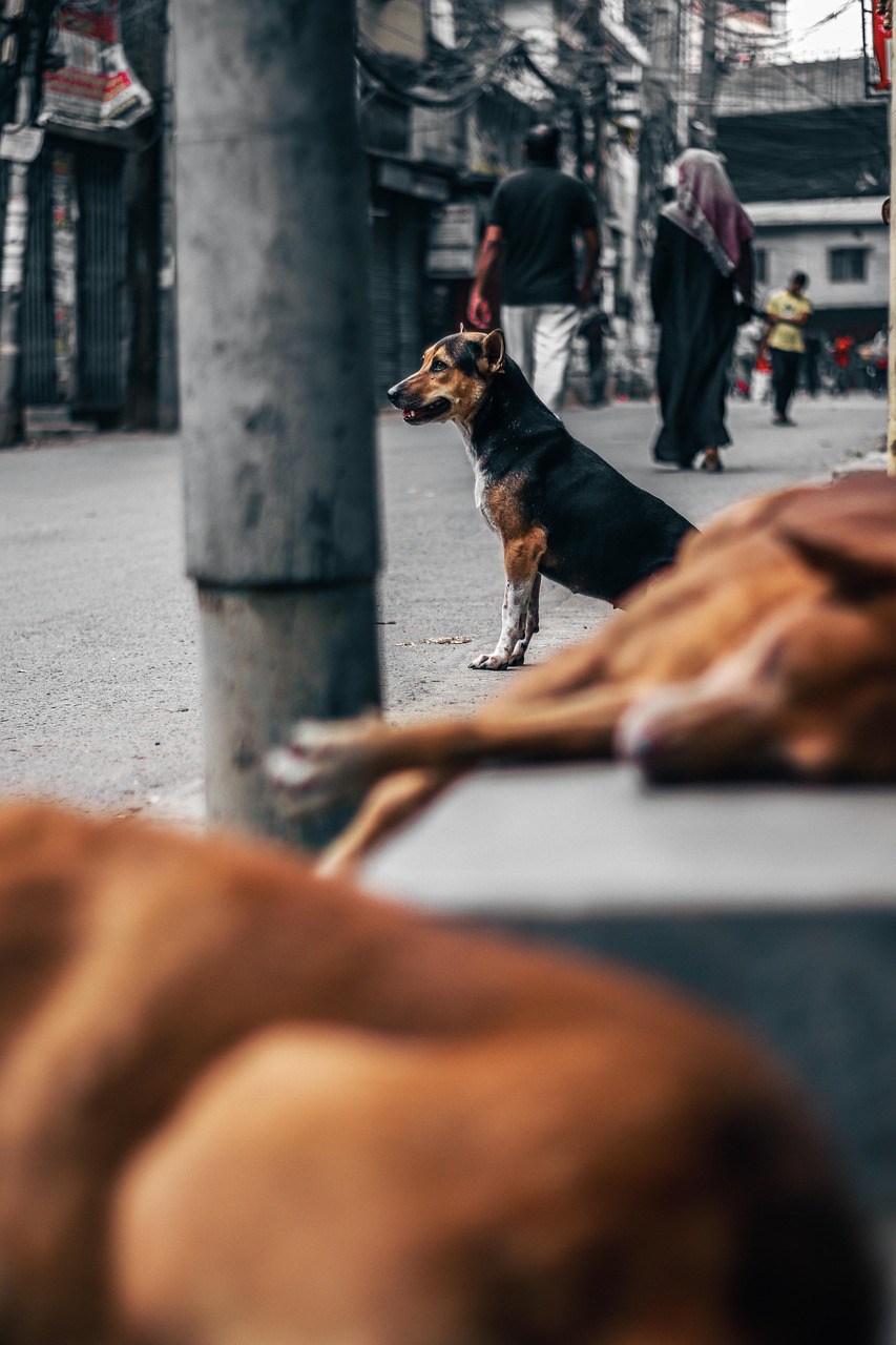 stray-6498886_1280.jpg