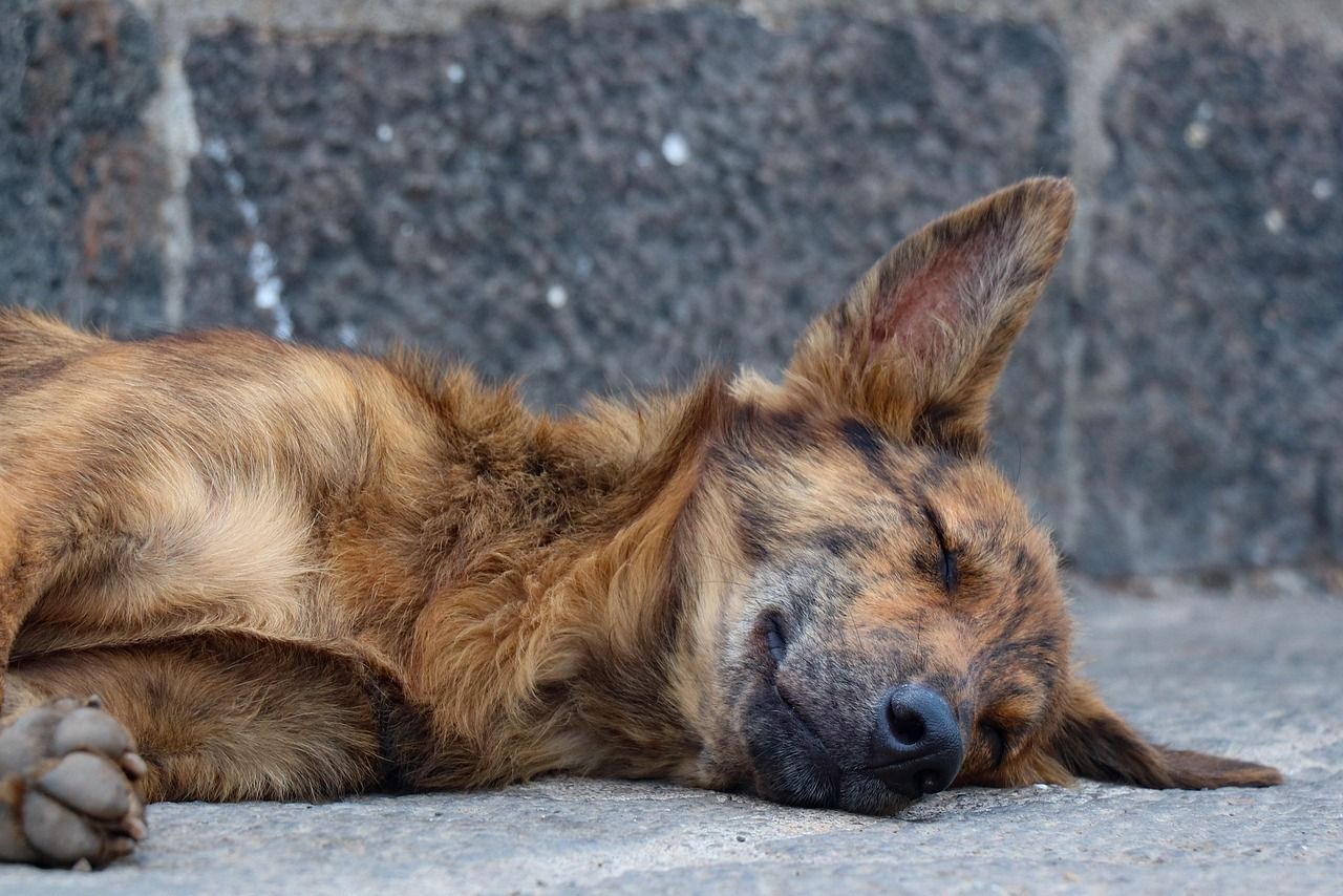 street-dogs-5068974_1280.jpg
