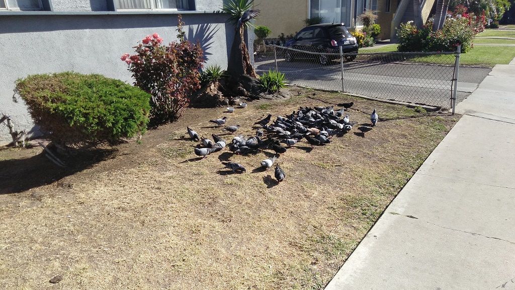 nearby-birds.jpg