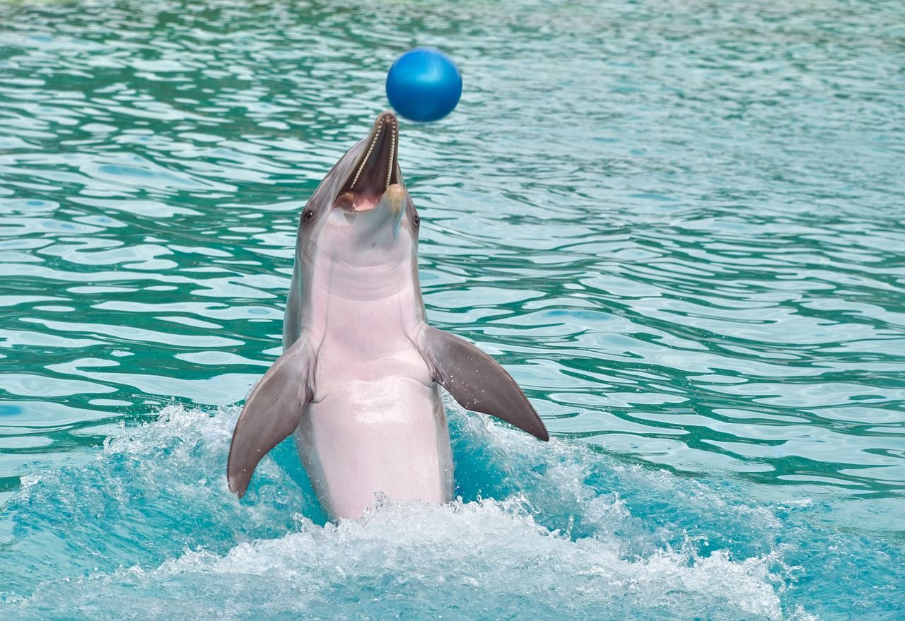 dolphin-3730716_1280.jpg