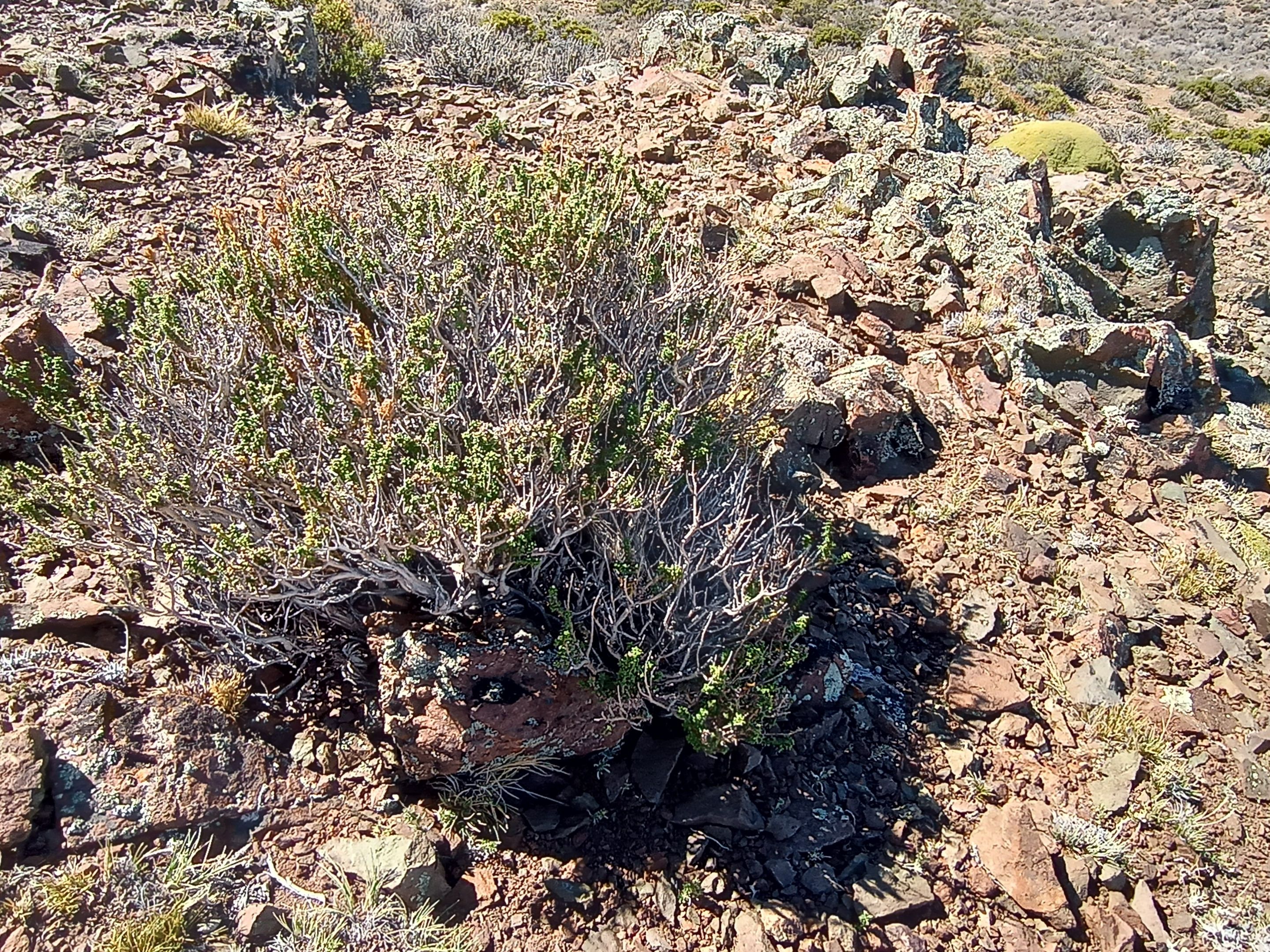 lacaldera6.jpg
