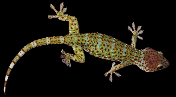 gecko.png
