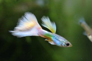 guppy.png