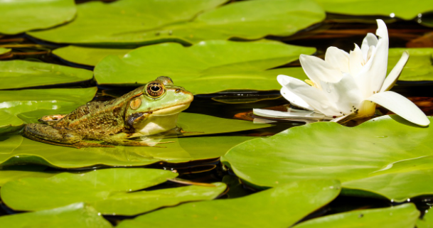 frog.png
