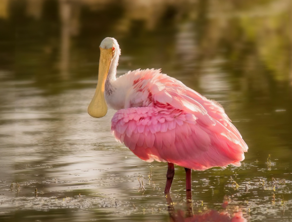 spoonbill.png