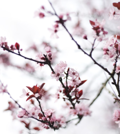 pinkblossom.png