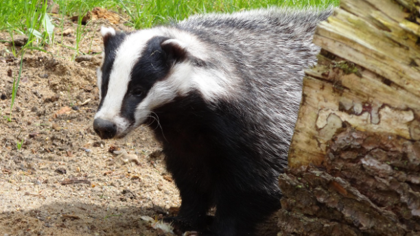 badger.png