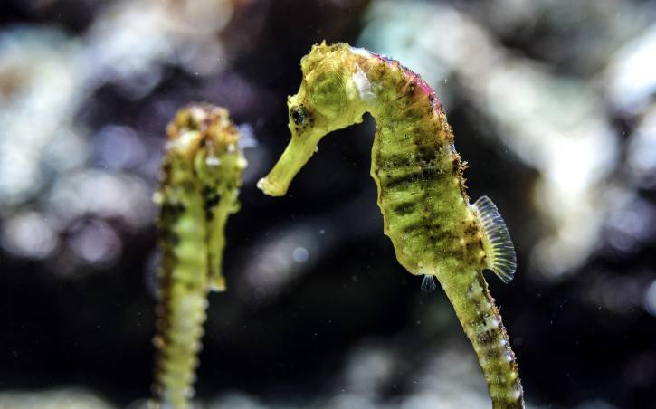 seahorse.png