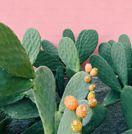 cactus
