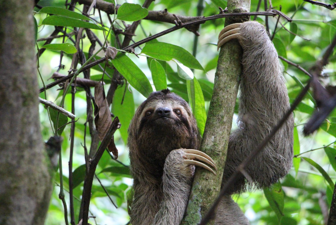 sloth-hanging.png