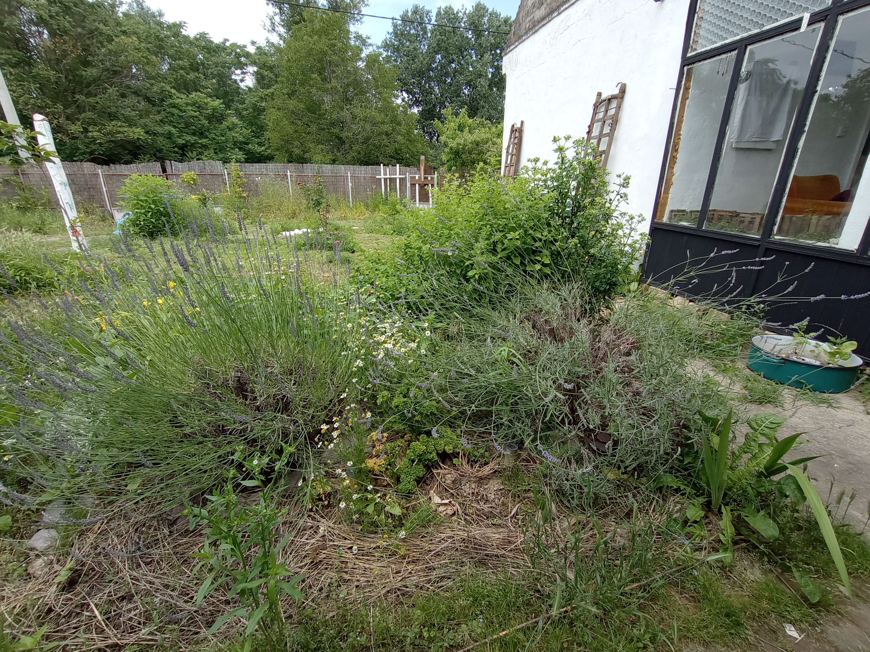 IMG_20230616_131540966_MFNR (2).jpg