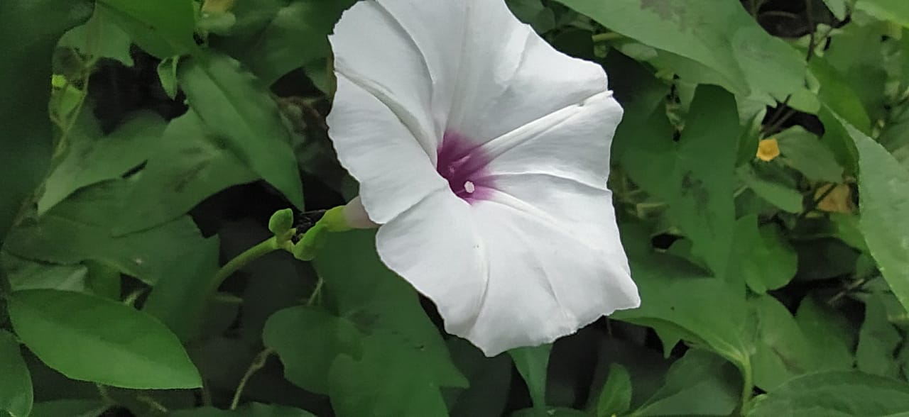 IMG20201025WA0012.jpg