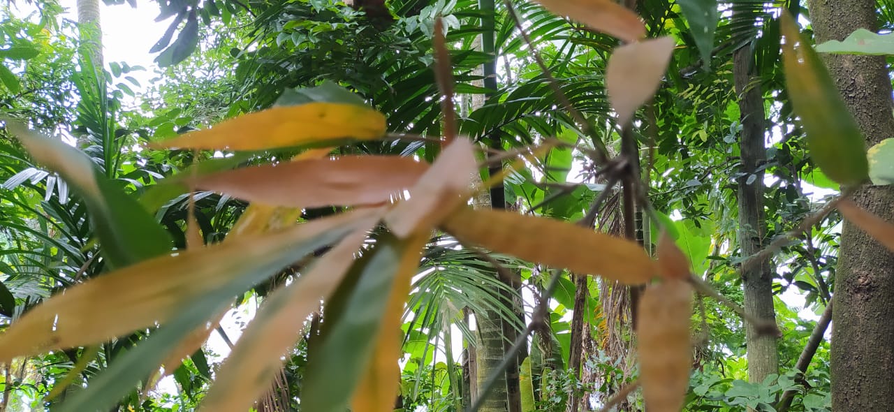 IMG20201025WA0011.jpg