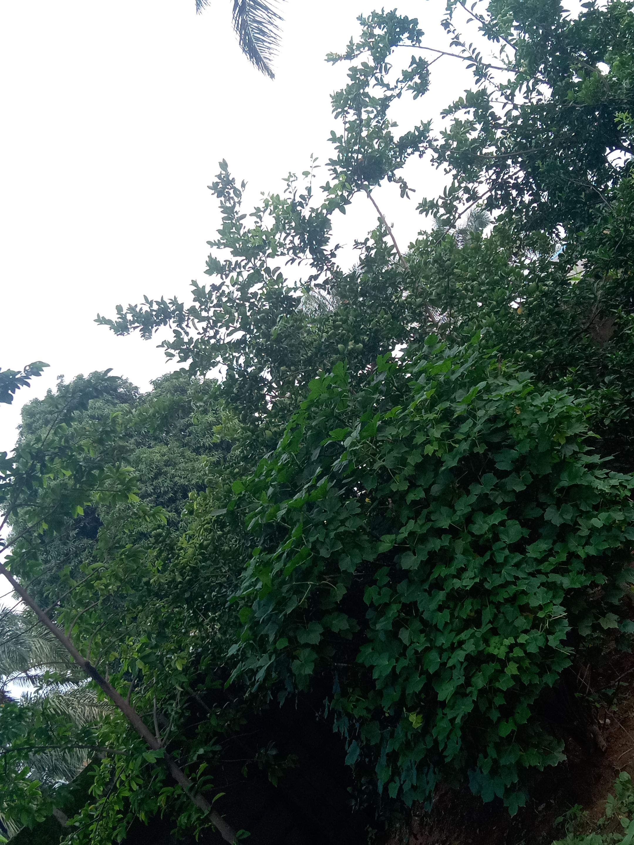 IMG_20250801_175222.jpg