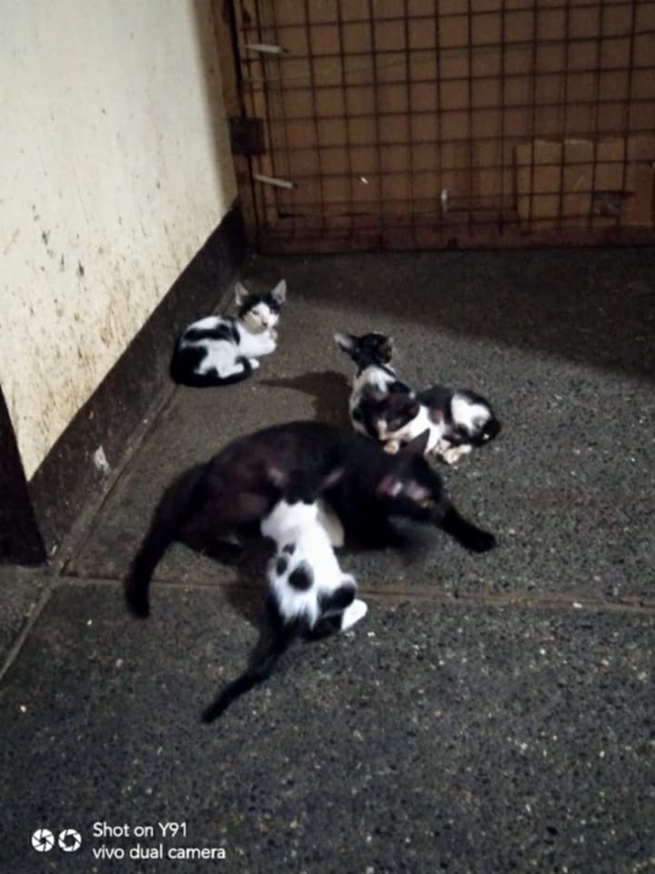 kittens.jpg