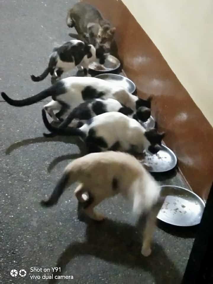 kittyfullhouse.jpg