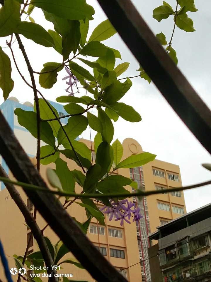 flowers.jpg