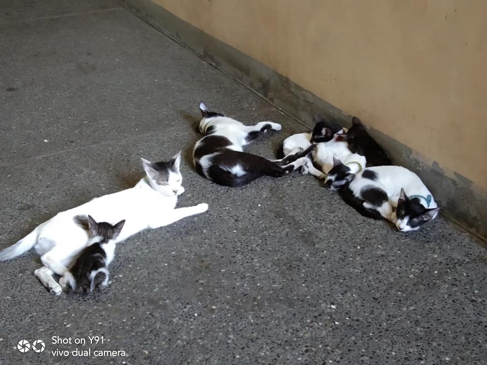 kittieslounge.jpg