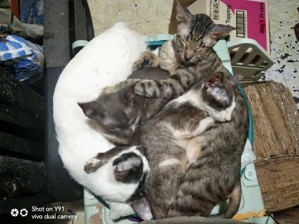 kittybundle.jpg