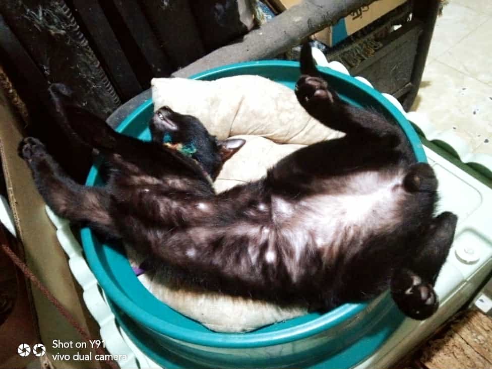 tressleep.jpg