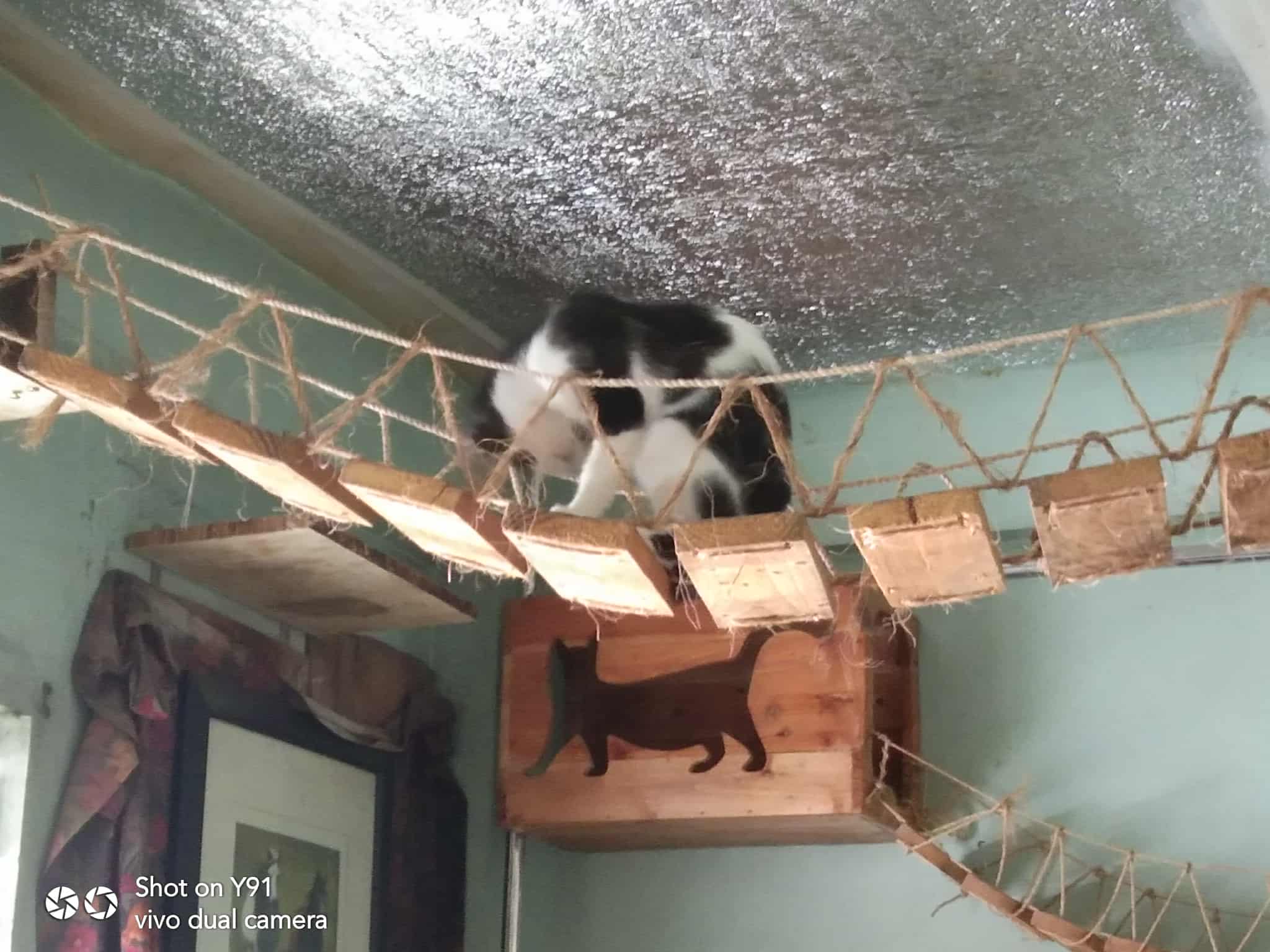 kittyontop.jpg