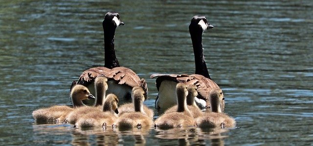 geese2494952_640.jpg