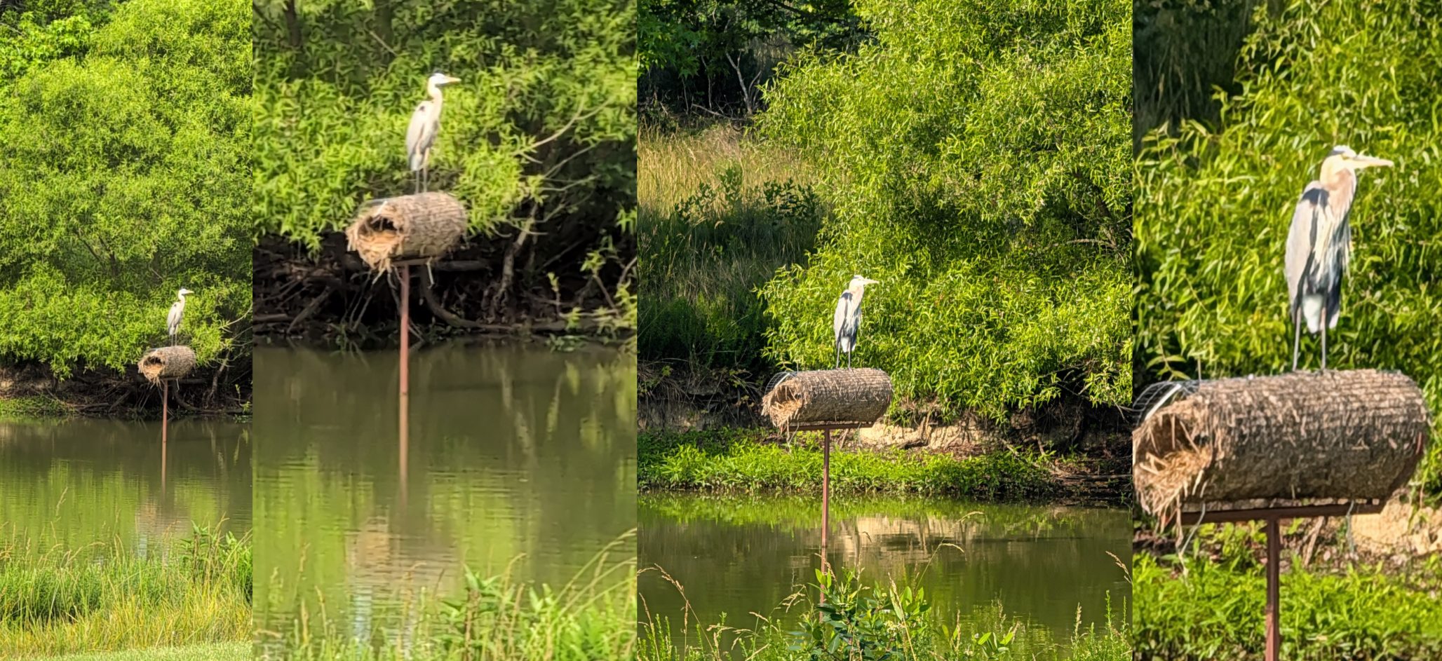 great blue pair.png