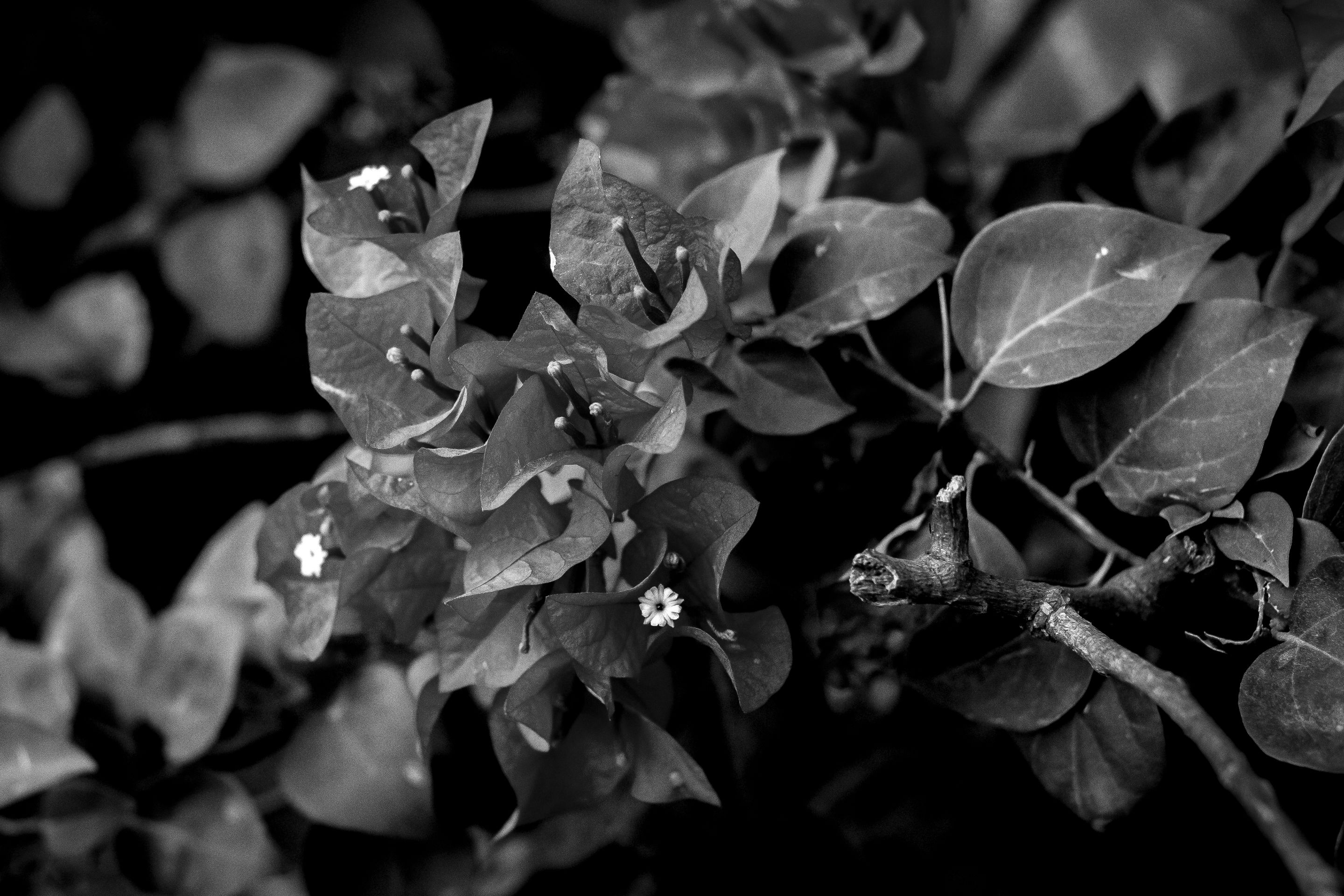 2 IMG_7962 copy.jpg