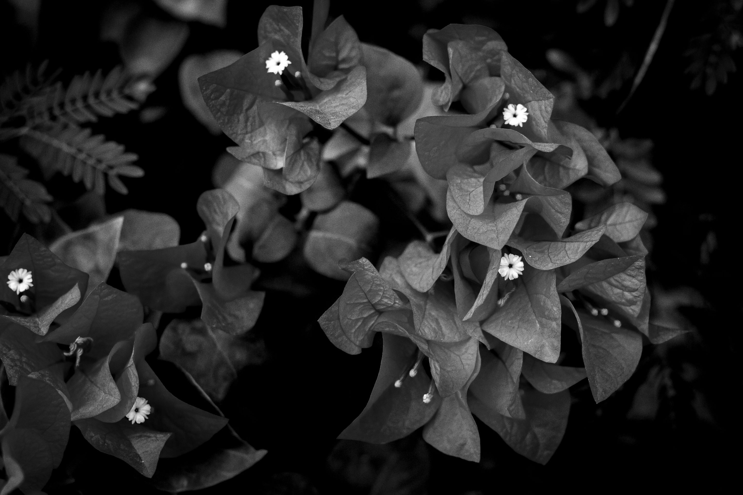 1 IMG_7957 copy.jpg