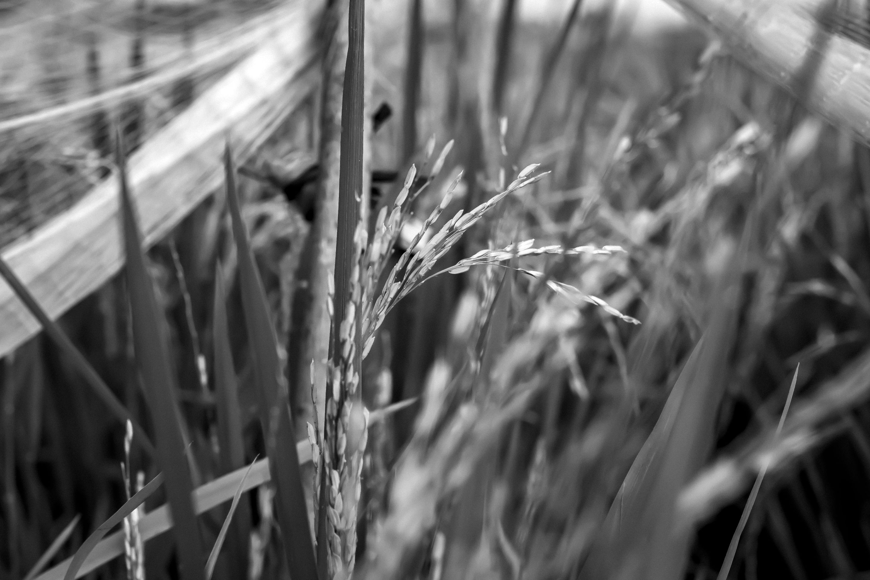 9 IMG_7147 copy.jpg