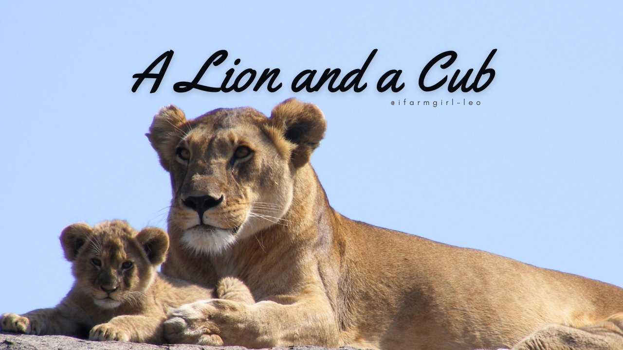 A Lion and a Cub.png