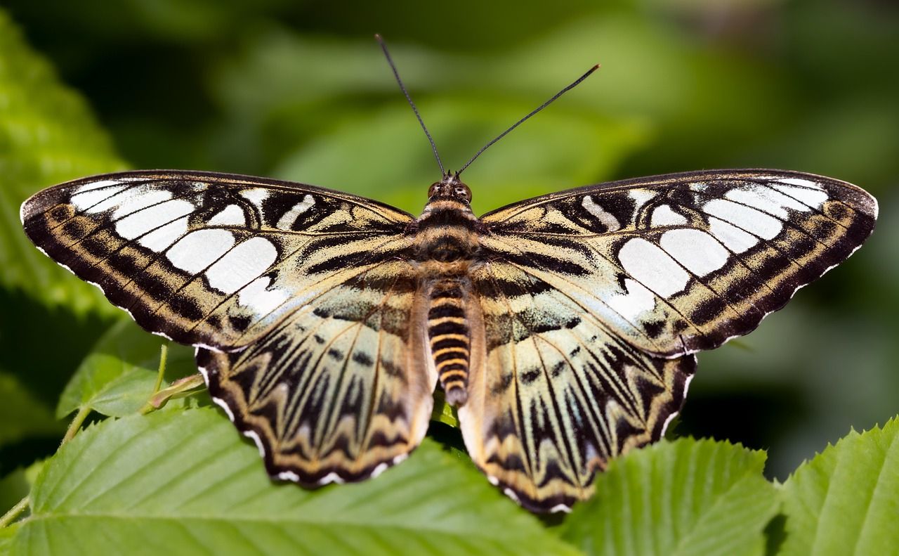 butterfly-8062144_1280.jpg